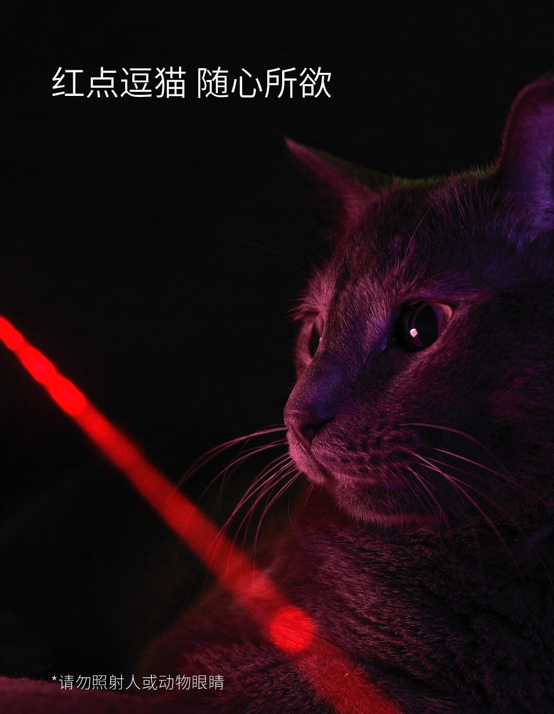 DMQ-06 猫耳朵逗猫器